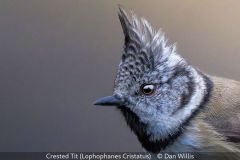 Open_Dan-Willis_Crested-Tit-Lophophanes-Cristatus_19