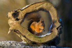 Open_Dan-Willis_Red-Squirrel-Sciurus-Vulgaris_19