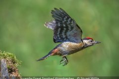 Open_Stuart-Willis_Juvenile-Great-Spotted-Woodpecker_8.5