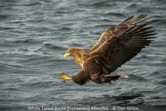 Open_Dan-Willis_White-Tailed-Eagle-Haliaeetus-Albicilla_20
