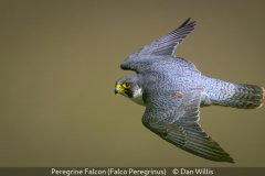 Open_Dan-Willis_Peregrine-Falcon-Falco-Peregrinus_9.5