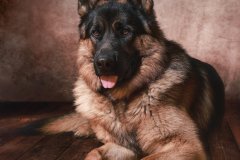 Open_Arthur-Patchett_German-Shepherd_10