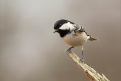 Open_Ann-Townley_Coal-Tit_9