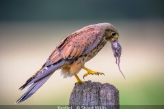 Open_Stuart-Willis_Kestrel_9