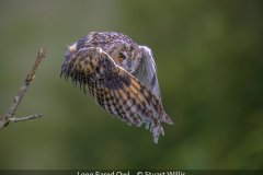 Open_Stuart-Willis_Long-Eared-Owl_10